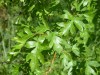 4041?width=100&height=80&name=crataegus-