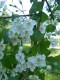 4042?width=100&height=80&name=crataegus-