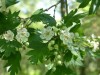 4044?width=100&height=80&name=crataegus-