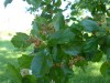 4046?width=100&height=80&name=crataegus-