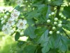 4047?width=100&height=80&name=crataegus-