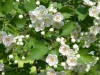 4048?width=100&height=80&name=crataegus-