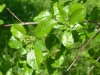 4049?width=100&height=80&name=crataegus-