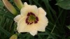 404?width=100&height=80&name=hemerocalli