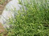 4050?width=100&height=80&name=ephedra-am