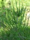 4051?width=100&height=80&name=ephedra-di