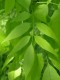 4052?width=100&height=80&name=fraxinus-a