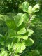 4058?width=100&height=80&name=hamamelis-