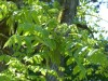 4062?width=100&height=80&name=juglans-ci