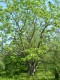 4063?width=100&height=80&name=juglans-ma