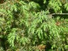 4065?width=100&height=80&name=juniperus-