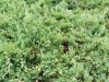 4066?width=100&height=80&name=juniperus-