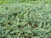 4067?width=100&height=80&name=juniperus-