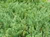 4068?width=100&height=80&name=juniperus-