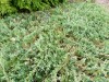 4069?width=100&height=80&name=juniperus-