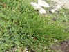 4070?width=100&height=80&name=juniperus-