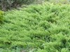 4072?width=100&height=80&name=juniperus-