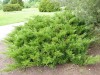 4073?width=100&height=80&name=juniperus-