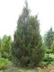 4074?width=100&height=80&name=juniperus-