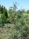 4075?width=100&height=80&name=juniperus-