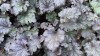 407?width=100&height=80&name=heuchera-x-