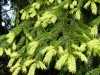 4083?width=100&height=80&name=picea-abie