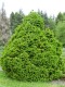 4085?width=100&height=80&name=picea-abie