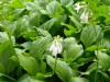 408?width=100&height=80&name=hosta-siebo