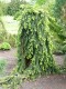 4090?width=100&height=80&name=picea-abie