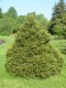 4093?width=100&height=80&name=picea-abie