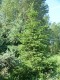 4095?width=100&height=80&name=picea-aspe