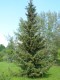 4097?width=100&height=80&name=picea-omor