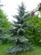 4098?width=100&height=80&name=picea-pung