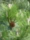 4099?width=100&height=80&name=pinus-nigr