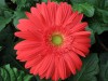 40?width=100&height=80&name=gerbera-jame