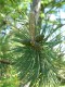 4101?width=100&height=80&name=pinus-x-rh