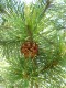 4102?width=100&height=80&name=pinus-x-ro