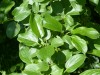 4103?width=100&height=80&name=rhamnus-da