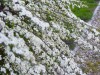 4110?width=100&height=80&name=spiraea-x-