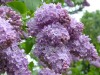 4112?width=100&height=80&name=syringa-vu