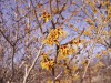 4122?width=100&height=80&name=hamamelis-