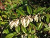 4124?width=100&height=80&name=leucothoe-