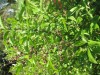 4125?width=100&height=80&name=leucothoe-