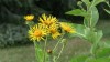 412?width=100&height=80&name=inula-grand