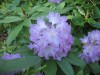 4148?width=100&height=80&name=rhododendr