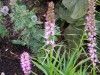 414?width=100&height=80&name=liatris-ele