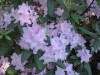 4156?width=100&height=80&name=rhododendr