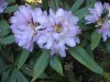 4158?width=100&height=80&name=rhododendr