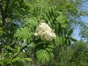 4162?width=100&height=80&name=sorbus-gor