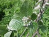 4164?width=100&height=80&name=sorbus-mig